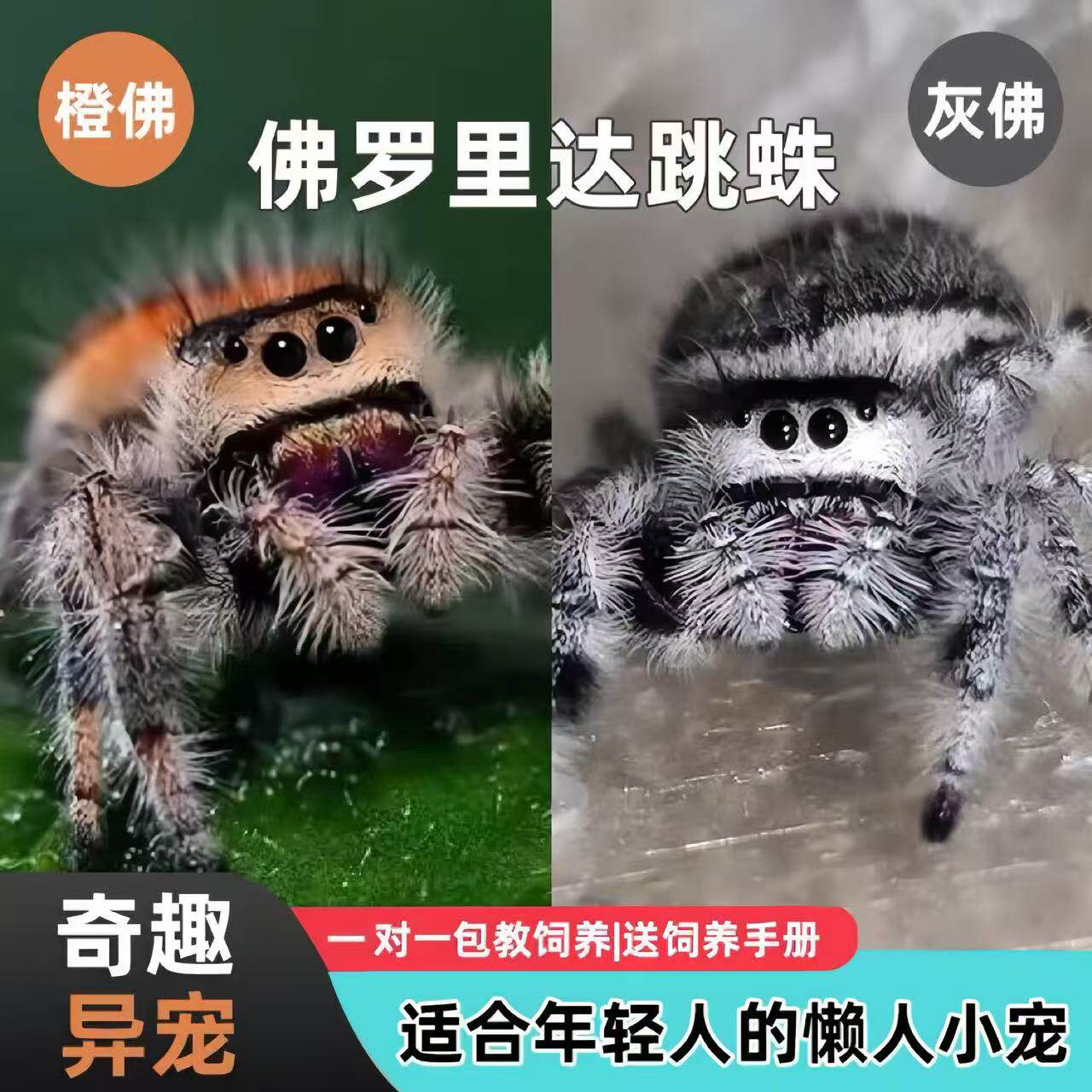 蜘蛛宠物跳蛛佛罗里达跳蛛小朋友礼物卢卡斯跳蛛微距摄影昆虫摄影