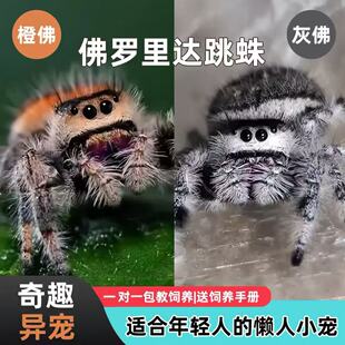 蜘蛛宠物跳蛛佛罗里达跳蛛小朋友礼物卢卡斯跳蛛微距摄影昆虫摄影
