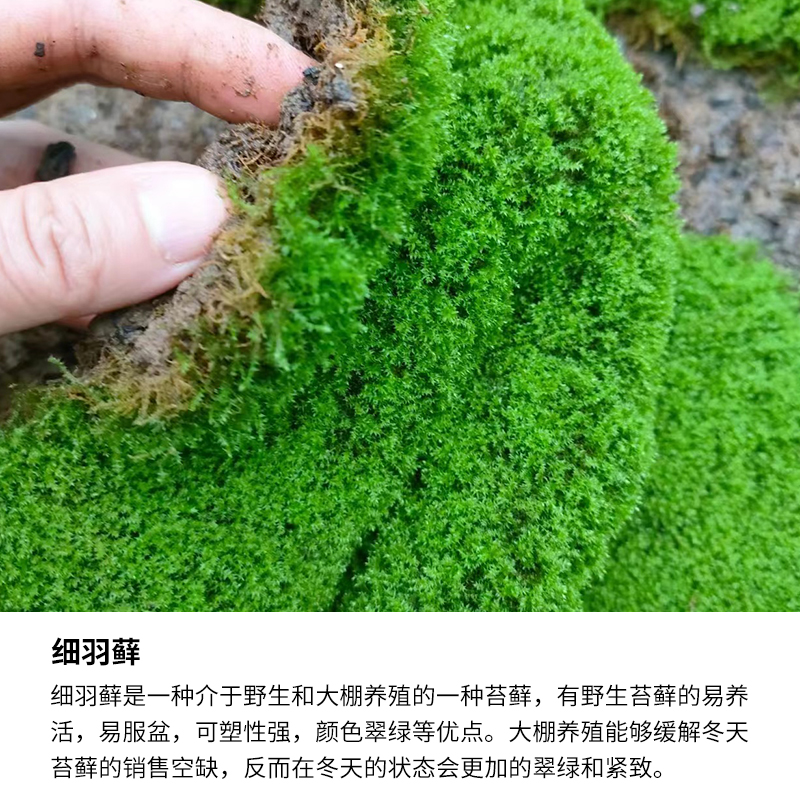 盒装鲜活细羽藓水陆缸雨林缸微景观庭院懒人办公造景爬宠窝苔藓