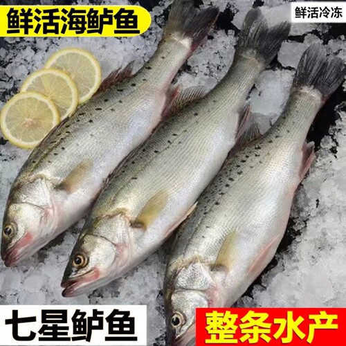 8-9两/条*2条海鲈鱼鲜活冷冻海鲈鱼七星鲈鱼整条水产