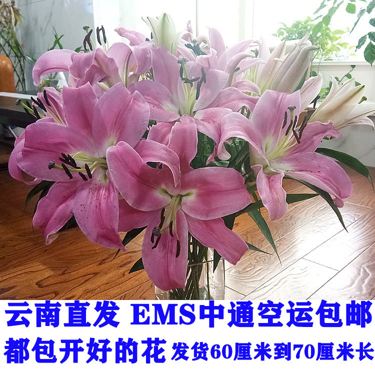 云南昆明鲜花基地直发香水百合花水养高花瓶家庭办公空运速递包邮在类目 鲜花速递/花卉仿真/绿植园艺, 鲜花速递(同城)中 - 来自Buy2taobao.com提供专业的淘宝代购服务