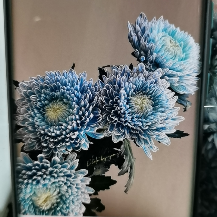 加购灰兰牡丹菊3支单拍不包邮
