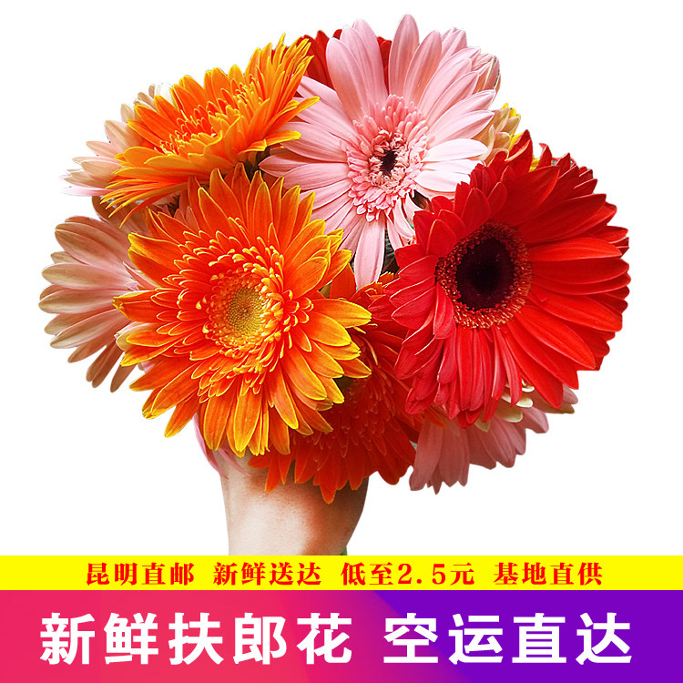 扶郎花 金色非洲菊 太阳花 金太阳多色云南昆明鲜花直发速递到家在类目 鲜花速递/花卉仿真/绿植园艺, 鲜花速递(同城)中 - 来自Buy2taobao.com提供专业的淘宝代购服务