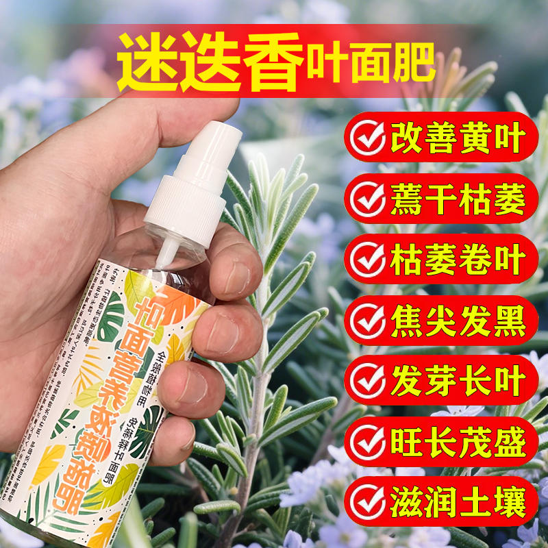 迷迭香专用肥料盆栽营养液尖发黑干枯卷曲软趴趴发黄下垂叶面肥料