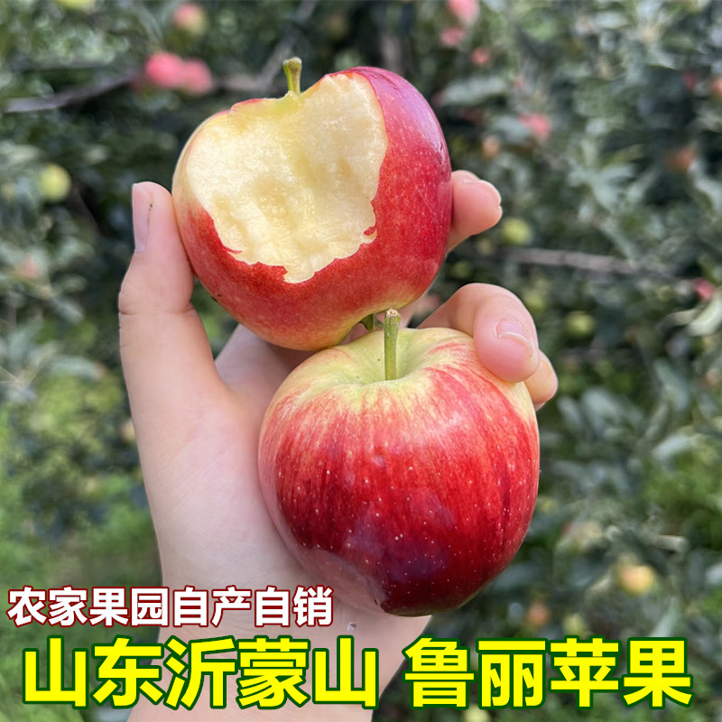 正宗山东鲁丽小苹果当季现摘新鲜