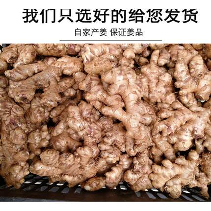 广西新鲜老生姜小黄姜土姜辣姜家用炒菜可药用月子鸡汤煲汤料现挖