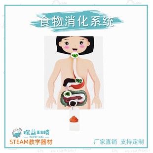 食物消化系统STEAM幼小初物理科学实验教具材料包手工科技小制作