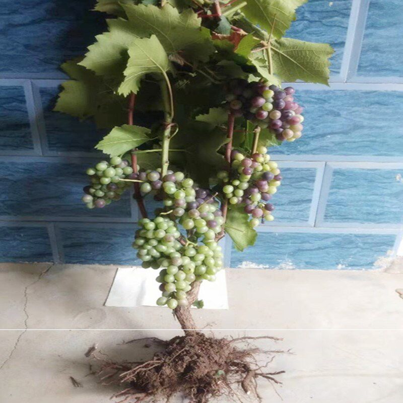 Fruit tree seedlings gallon Red currant Red Lantern Guomiao Black Currant Sapling Grape Tree Then Resultin the Flower delivery/Flowers simulation/Plants gardening , Garden Plants/Trees/Fruit tree, Fruit tree category - from Buy2taobao.com to provide professional Taobao agent buy service