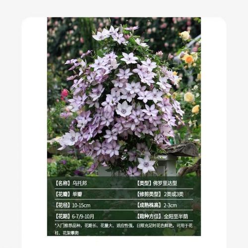 庭院阳台绿植花卉爬藤铁线莲