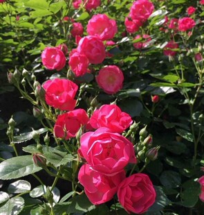爬藤月季 庭院植物安吉拉 多花藤本月季花苗 藤本蔷薇玫瑰花苗