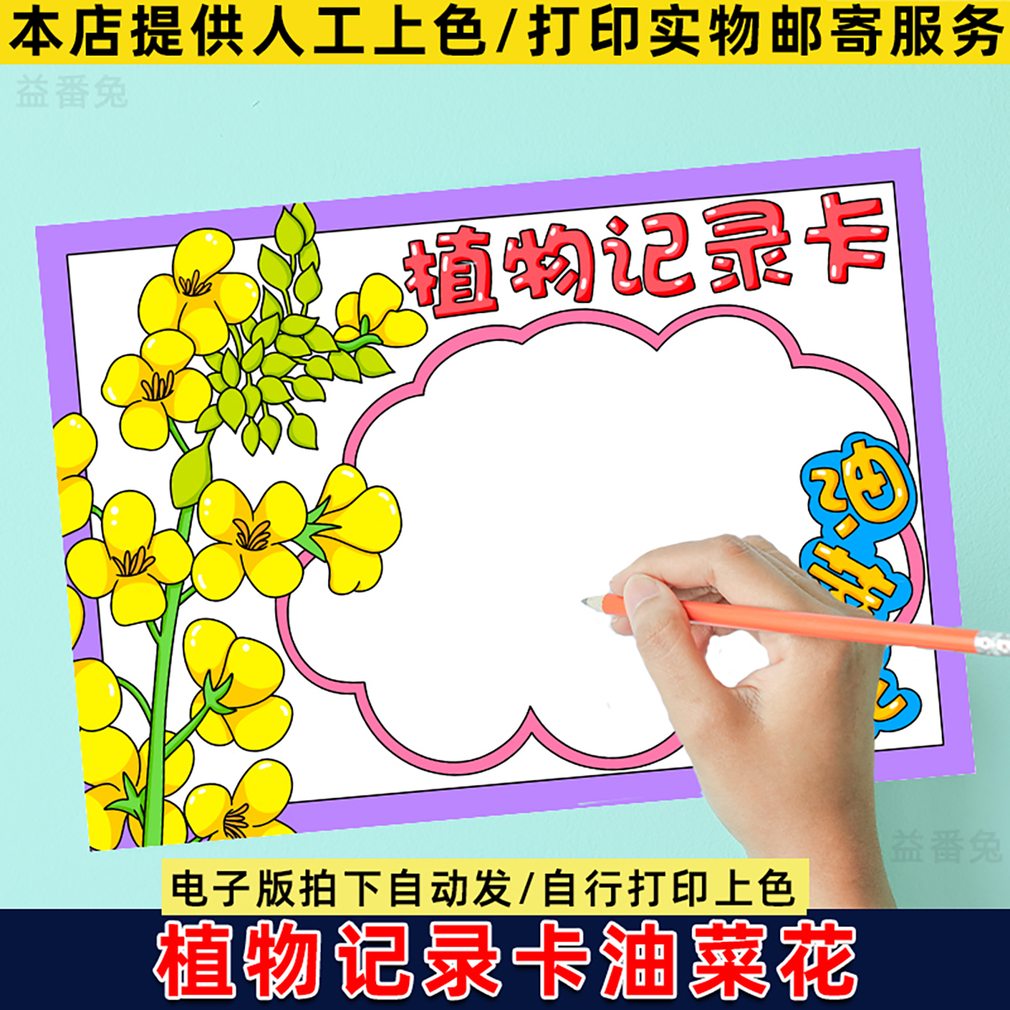 油菜花植物记录卡手抄报模板观察记录卡植物名片模板电子线稿小报