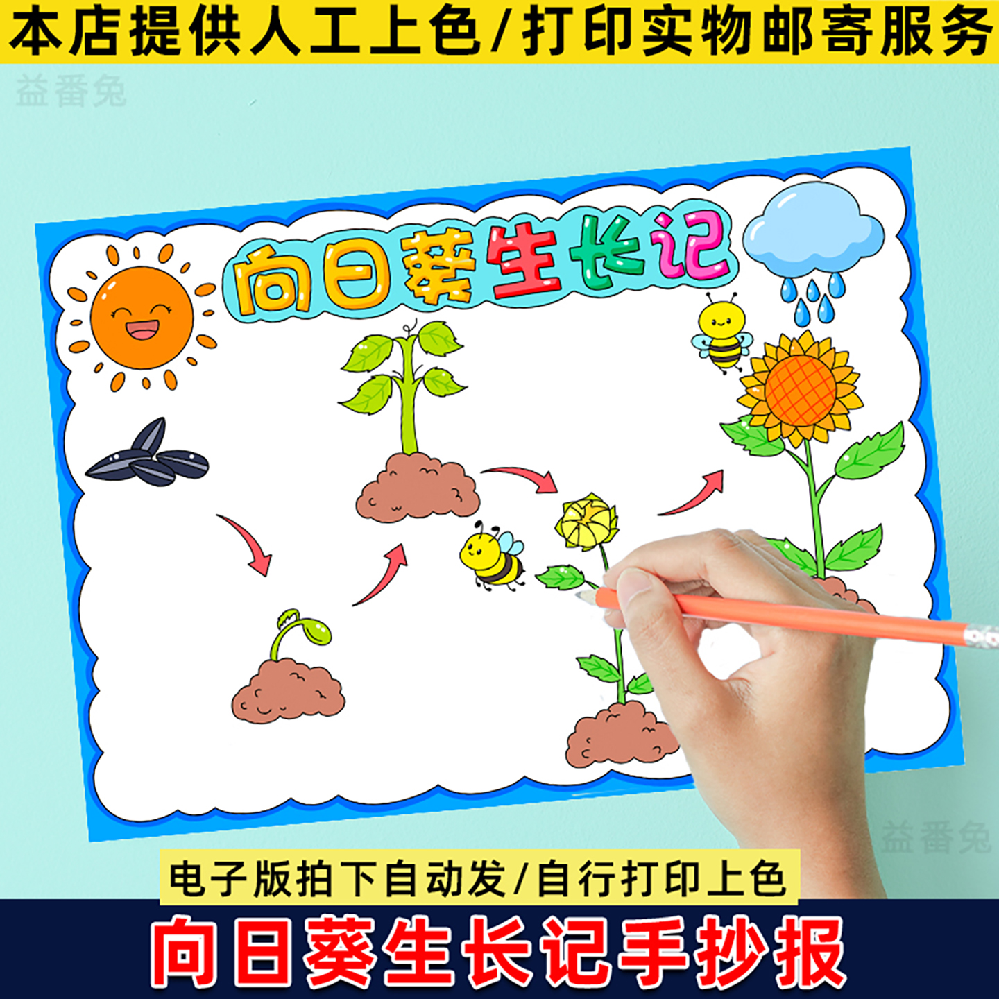向日葵生长记手抄报模板小学生向日葵植物观察记录成长电子版小报