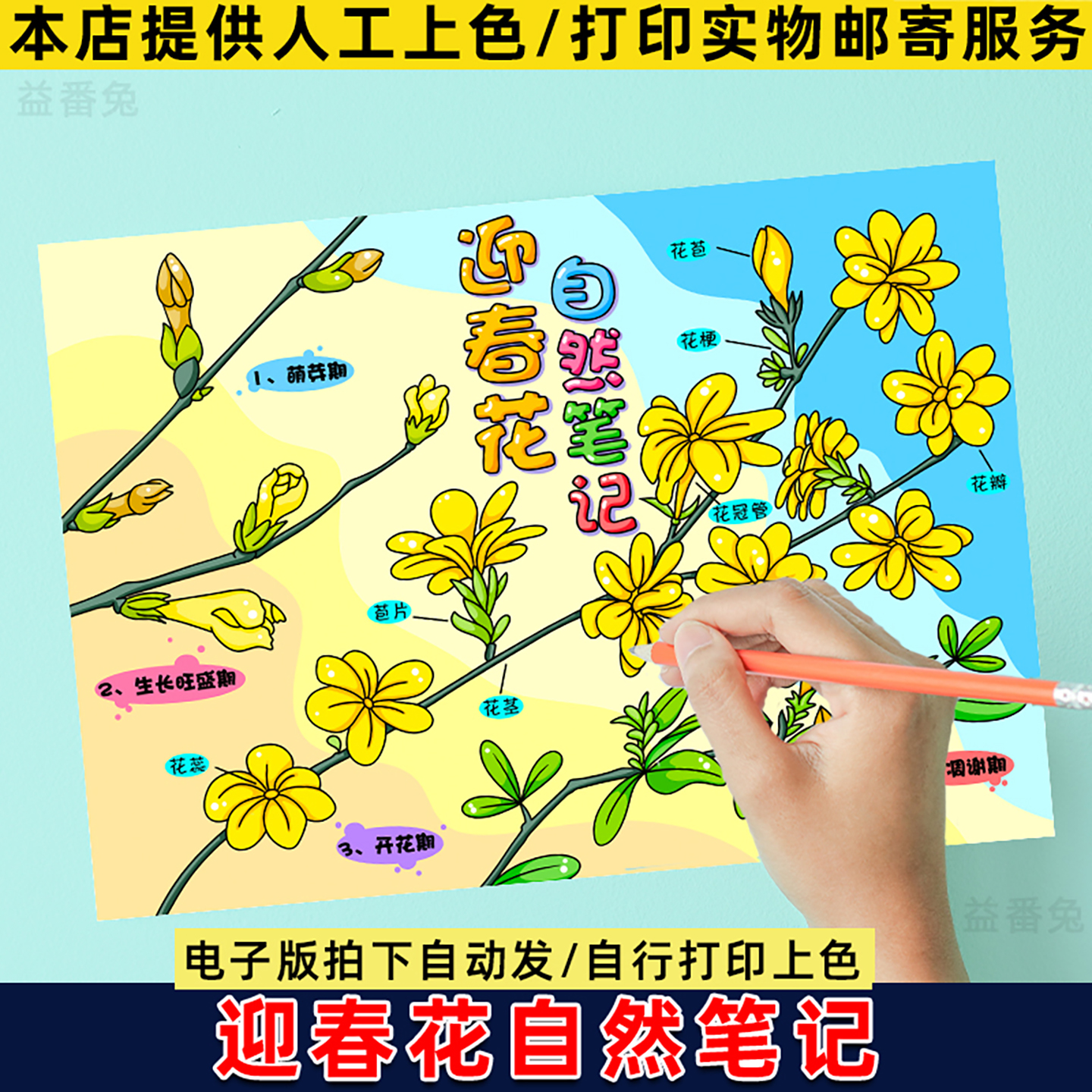 迎春花手抄报模板小学生植物观察生长成长记录植物自然笔记小报