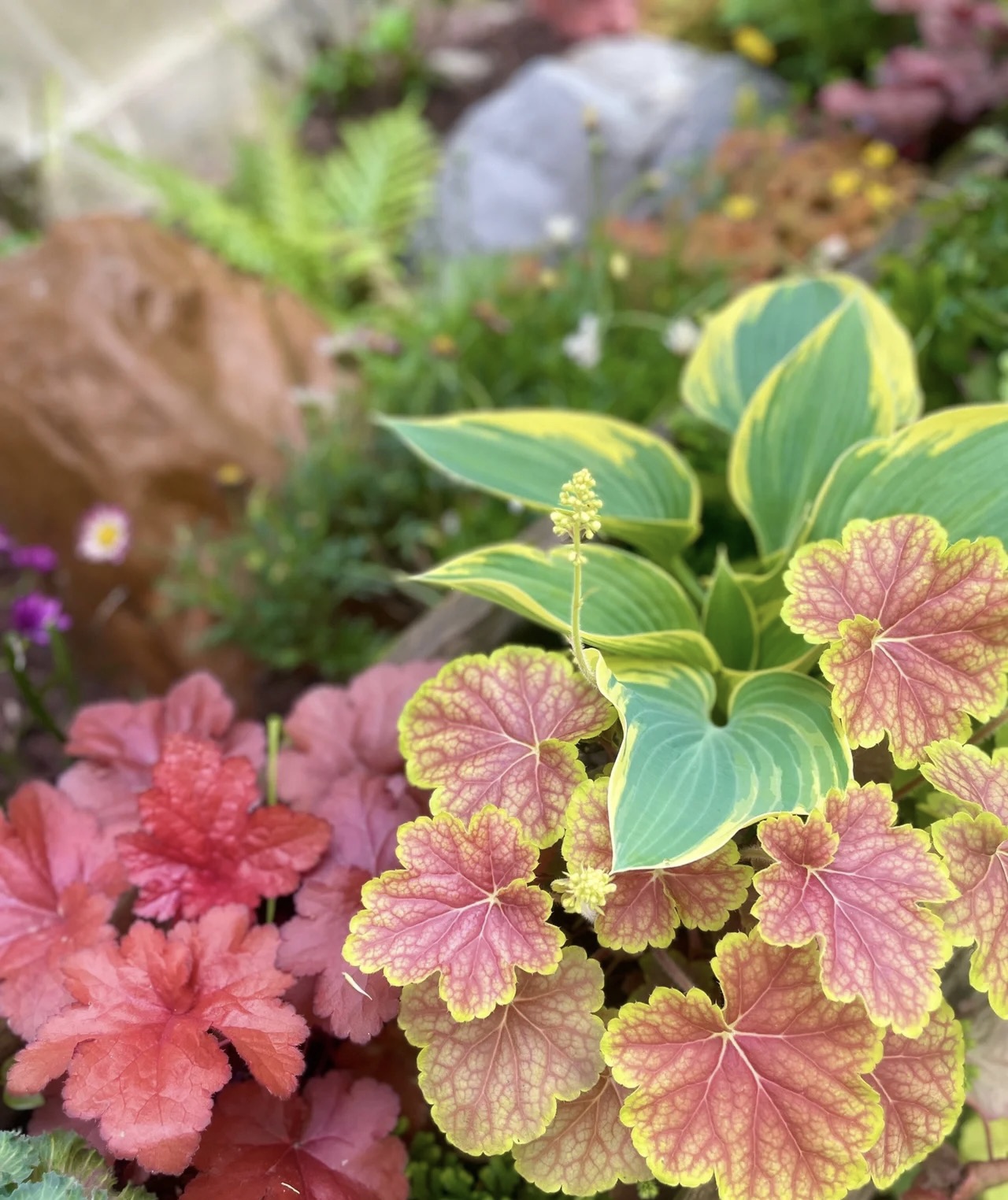 矾根盆栽 大自然的调色盘  耐热耐寒耐半阴 花镜造景绿植 包邮