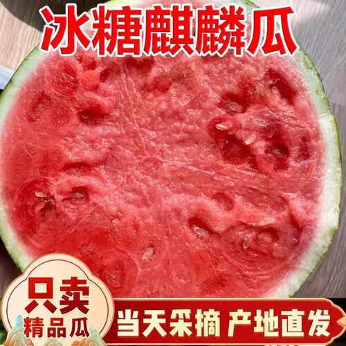 冰糖麒麟8424美都西瓜无籽正宗新鲜水果当季小西瓜现摘现发薄皮甜