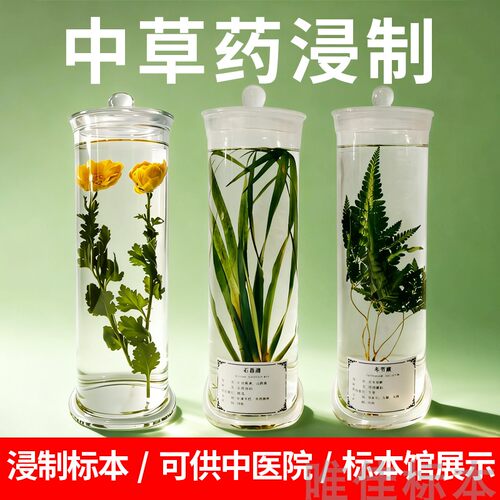 新鲜中草药材整株植物浸制浸泡定制标本玻璃瓶装浸渍观察展示教学