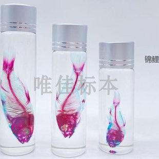 染色骨骼透明标本鱼类哺乳爬行类动物模型教学展览展示装饰双重