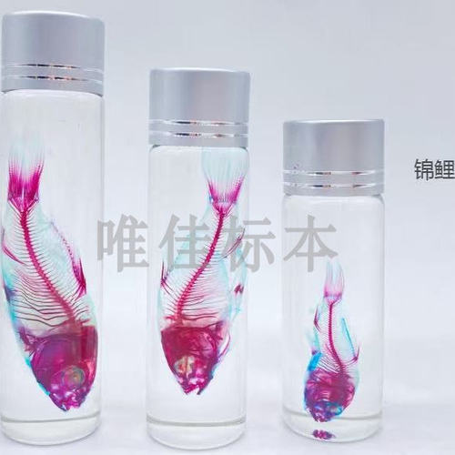 染色骨骼透明标本鱼类哺乳爬行类动物模型教学展览展示装饰双重