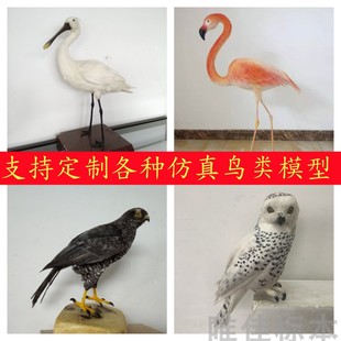 仿真鸟类模型动物摆件标本剥制高仿真生物生态博物馆展览定制