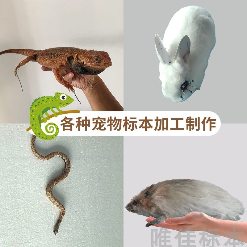宠物加工制作标本蜥蜴兔子蛇仓鼠死后纪念摄影摆件教学模型定制