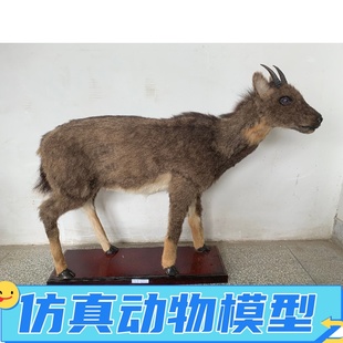 仿真兽类动物标本制作模型摆件影视道具博物馆工艺品展览大型定制