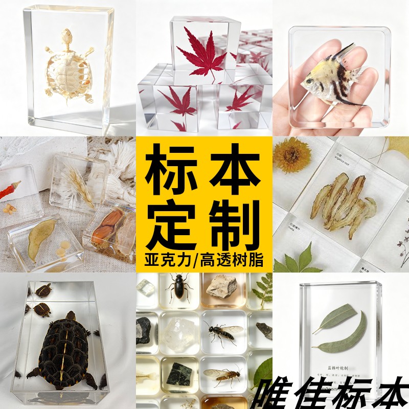 动物植物生物各种透明树脂包埋标本加工定制作亚克力教学展示科普图片