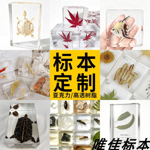 动物植物生物各种透明树脂包埋标本加工定制作亚克力教学展示科普