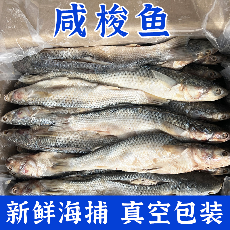 渤海湾特产梭鱼腌制添加包邮