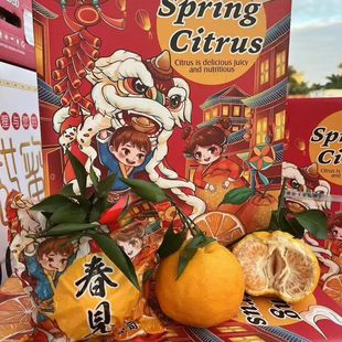 包邮 上嘉金狐狸春见耙耙柑新鲜柑橘原箱礼盒大果 顺丰