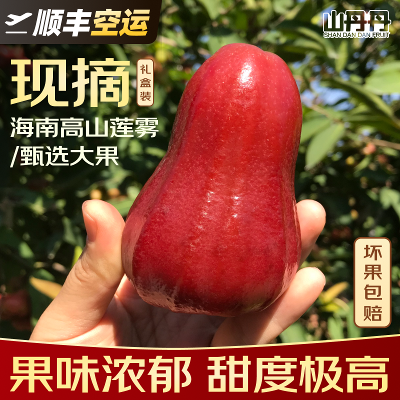 顺丰空运海南莲雾黑金刚高山芭比三亚特产新鲜水果现摘现发整箱