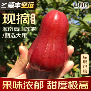 顺丰空运海南莲雾黑金刚高山芭比三亚特产新鲜水果现摘现发整箱