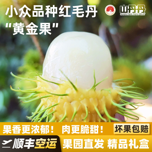 红毛丹黄金果稀有品种顺丰空运