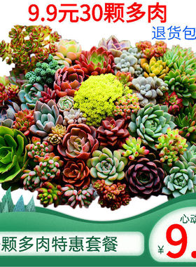 精选多肉植物花卉室内盆栽玉露红宝石桃蛋生石花好养易活大棚清仓