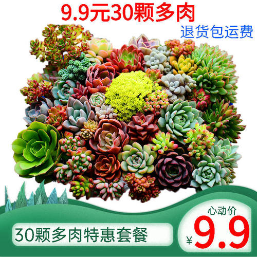 精选多肉植物花卉室内盆栽红宝石