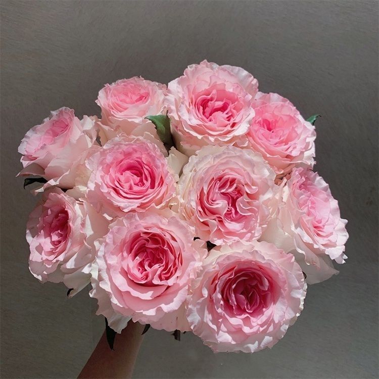 洛神玫瑰云南昆明基地直发同城速递送人水养鲜切花包邮百合情人节