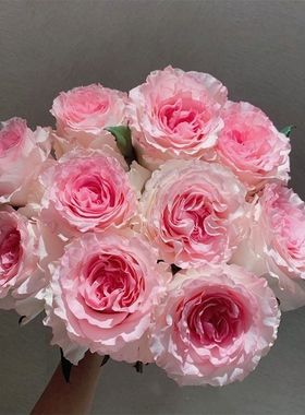 洛神玫瑰云南昆明基地直发同城速递送人水养鲜切花包邮百合情人节