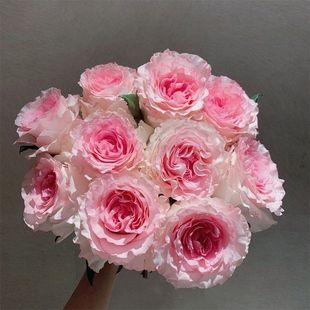 洛神玫瑰云南昆明基地直发同城速递送人水养鲜切花 百合情人节 包邮