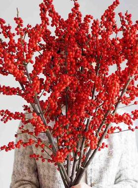 秋冬进口特级北美冬青耐寒招财发财果富贵子相思豆鲜切枝水培插花