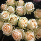 蜜桃雪山香槟玫瑰橙芭比泡泡混搭基地水养花直发百合同城花情人节