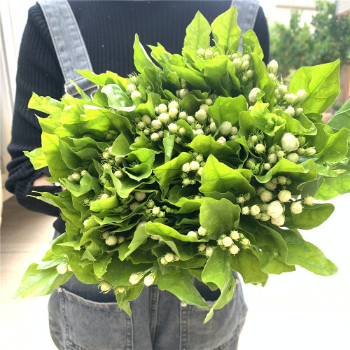 茉莉花鲜花水养鲜切花云南昆明基地直发同城速递玫瑰百合向日葵