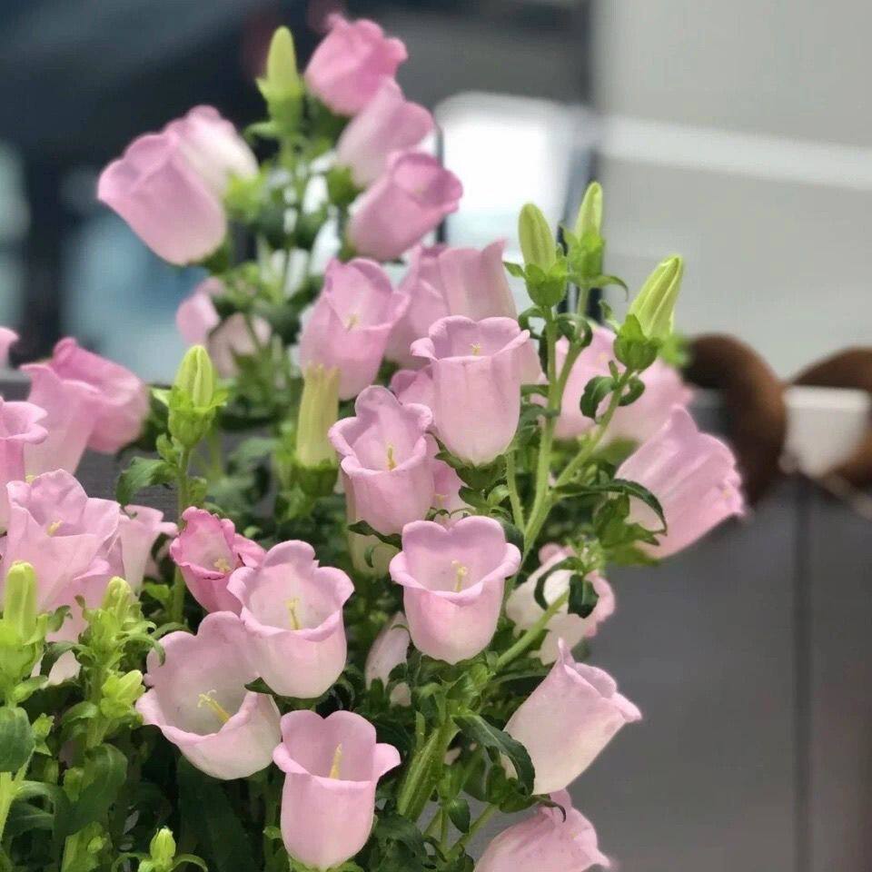 粉色风铃花鲜花水养鲜切花云南昆明基地直发玫瑰百合向日葵包邮