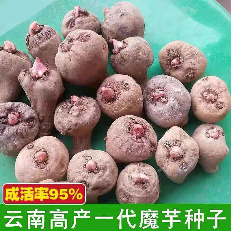 云南高产魔芋种子一二代魔芋种球脱水消毒高出芽魔芋种籽大魔芋种