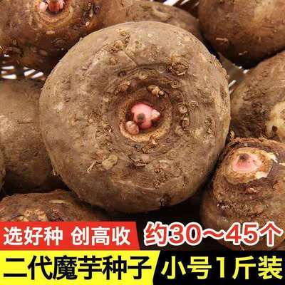 魔芋种子云南高产魔芋种一二代花魔芋种球脱水消毒魔芋种量大从优