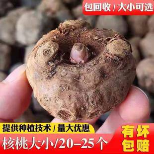 魔芋种子高产二代魔芋种籽精选一代花魔芋种苗出芽率高大魔芋种籽
