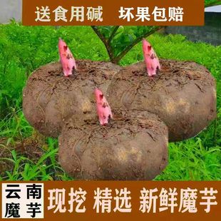 云南新鲜魔芋现挖魔芋头魔芋豆腐新鲜原料农家自种应季 大魔芋蔬菜