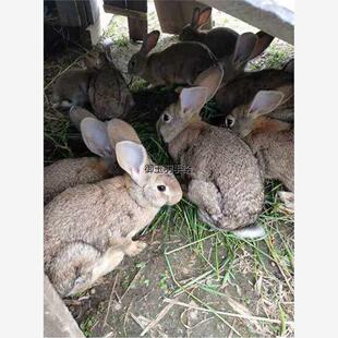散养比利时杂交兔子活物大型肉兔繁殖兔种兔兔苗月月兔养殖场直发