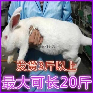 三斤成年种兔家养食用肉兔子活物公母非一对大兔巨型纯比利时活体