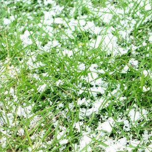 饰品仿真雪花圣诞节装 圣诞装 饰用品雪子雪粉人造假雪花粉雪地布置