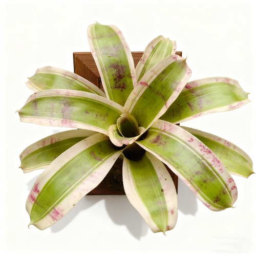 单头积水凤梨板植 福利款 室内外创意盆栽美观好养 颜色随机