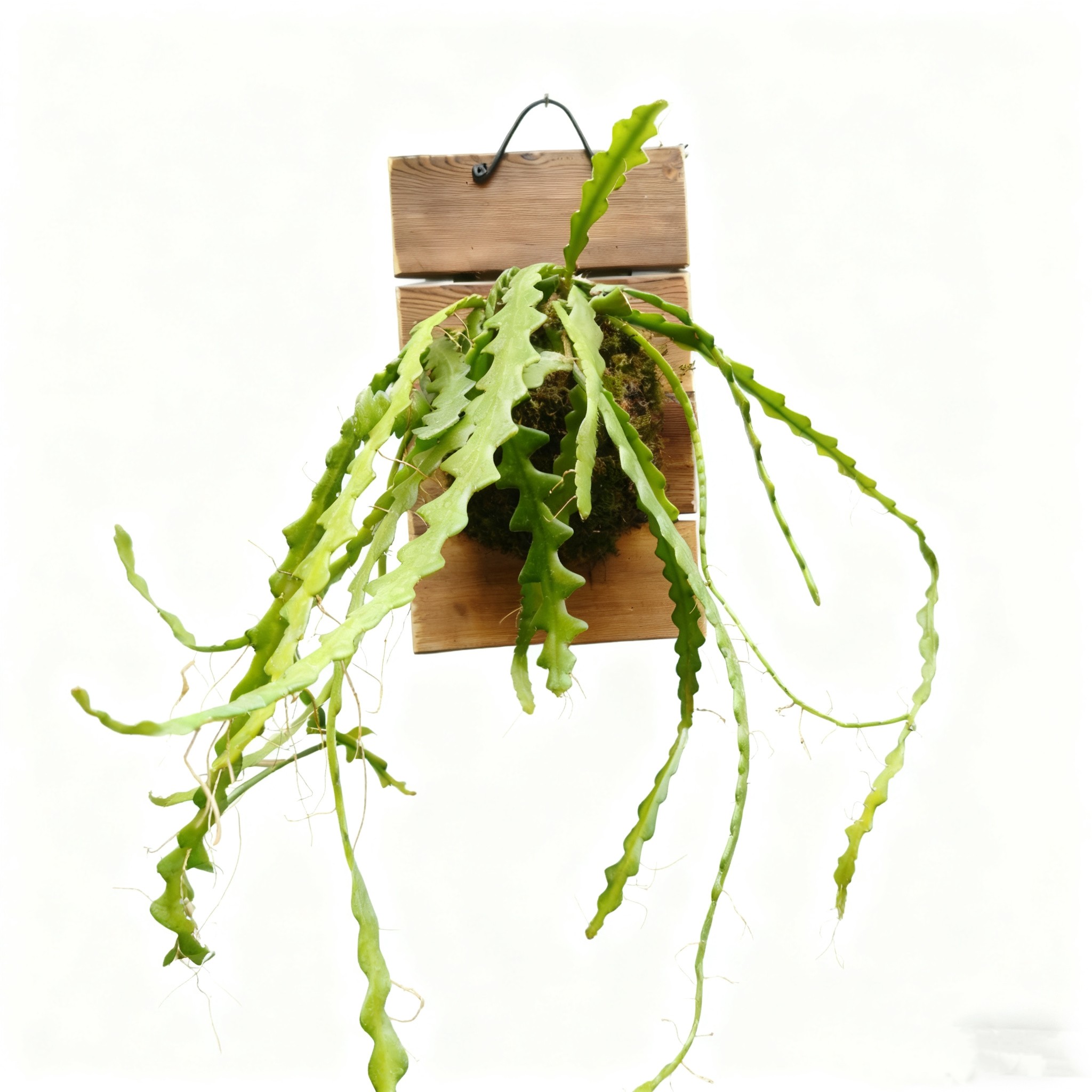 鱼骨令箭简盆/板植热带雨林造景美观懒人好养仙人掌科,鲜花速递/花卉仿真/绿植园艺,绿植,淘宝优惠券,粉丝福利购,淘宝优惠卷